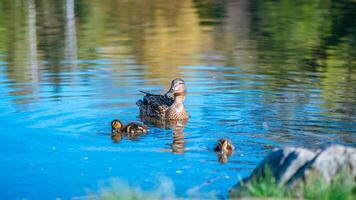 mother duck swims on the lake with her little cute ducklings, spring, summer, bird life photo