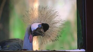 funny Crowned Crane in the zoo banging on the glass photo