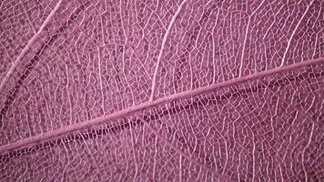 macro photography, natural plant background in the form of a skeletonized leaf of pink color, changing light, close up photo