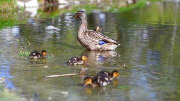 mother duck and her ducklings swimming in the lake and getting food out of the water photo