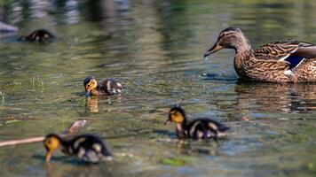 mother duck swims on the lake with her little cute ducklings, spring, summer, bird life photo