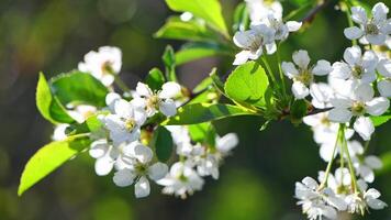 Fresh beautiful flowers of the apple tree blooming in the spring photo