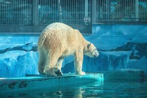 a polar bear in a zoo walks on a ledge on a blue background in the form of ice floes photo