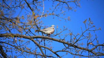 common Wood pigeon bird Columba palumbus on a tree branch in spring photo