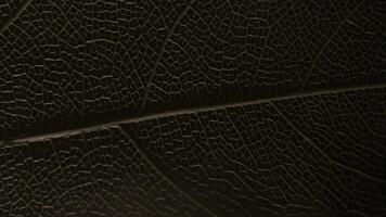 macro photography, natural plant background in the form of a skeletonized leaf of light beige color, changing light, close up photo