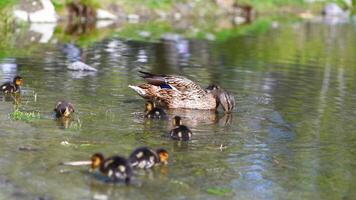 mother duck and her ducklings swimming in the lake and getting food out of the water photo