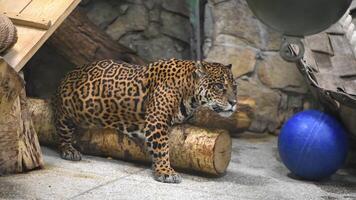 leopard in the zoo, life of wild animals in the zoo, Leopard rubbing against a log photo
