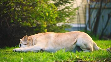 Adorable fawn Labrador on the grass gnaws on a stick. Recreation, Garden photo