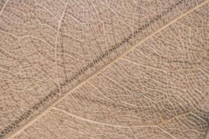 macro photography, natural plant background in the form of a skeletonized leaf of light beige color, close up photo