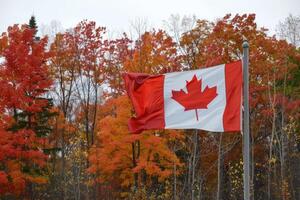 Canadian flag on nature and maple background, Canada Day photo