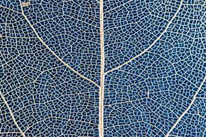 macro photography, natural plant background in the form of a skeletonized leaf of light beige color on blue background, close up photo
