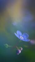 close-up forget-me-not flowers against a background of foliage, macro photography. symbol of love and fidelity photo