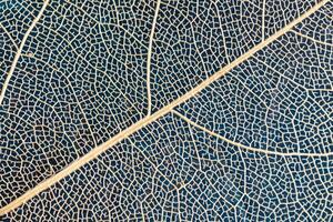 macro photography, natural plant background in the form of a skeletonized leaf of light beige color on blue background, close up photo