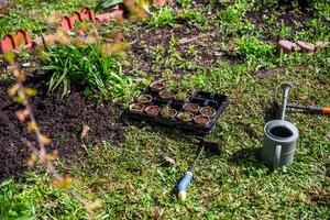 Peat pots with seedlings stand near the bed, preparation for planting, garden, agriculture photo