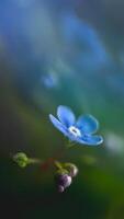 close-up forget-me-not flowers against a background of foliage, macro photography. symbol of love and fidelity photo