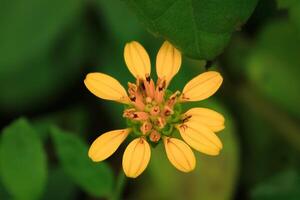 wedelia flower bloom and grow in nature. wedelia has botany name wedelia biflora from asteraceae. wedelia is yellow small flower to treat malaria photo