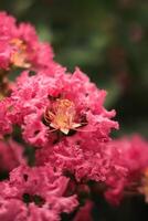 crepe myrtle flower bloom in the garden. crepe myrtle flower has botanical named lagerstroemia indica from lythraceae. crepe myrtle or lagerstroemia flower has pink petal color photo