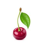 Realistic ripe cherry berry with a stem and leaf vector