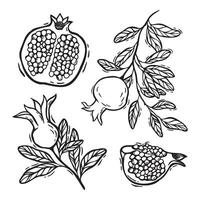 Pomegranate fruits in a section, a burst pomegranate, branches with pomegranate leaves. botanical black and white set in linocut style. For the design of food and cosmetics packaging, menus vector