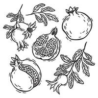 Pomegranate fruits in a section, a burst pomegranate, branches with pomegranate leaves. botanical black and white set in linocut style. For the design of food and cosmetics packaging, menus. vector