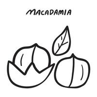 Macadamia nut. Outline icon. hand drawn illustration on white background. vector