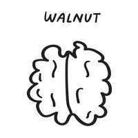 Food design. Walnut. Black color. Outline illustration. hand drawn icon on white background. vector