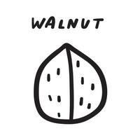 Walnut. Outline icon. Hand drawn illustration on white background. vector