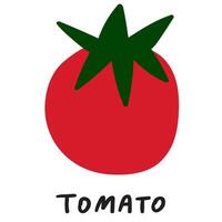 Red tomato. Vegetable. Hand drawn design. Illustration on white background. vector
