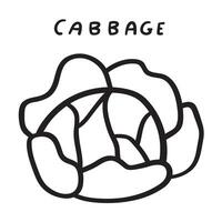 Cabbage. Vegetable. Outline design. Illustration on white background. vector