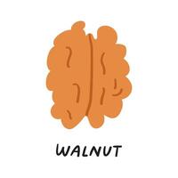 Food concept. Walnut. Hand drawn illustration on white background. vector