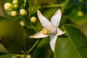 Lemon flower and leaves in a village in the Turkish Republic of Northern Cyprus photo