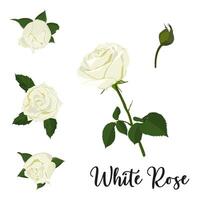 image of a set of white rose. Garden delicate white flower on a stem with buds and leaves. vector