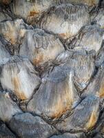 Close up of the tree trunk of a Date Palm tree photo