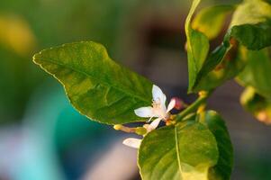 lemon flower on a branch in the garden at sunset 1 photo