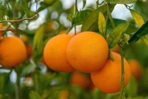 A branch with natural oranges on a blurred background of an orange orchard at golden hour 2 photo
