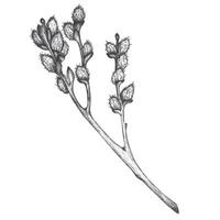 An ink drawing of willow twig in . Hand-drawn graphic illustration in gray halftones. Pussy-willow branch sketch. For invitations, postcards, paper crafting. Easter clipart. vector