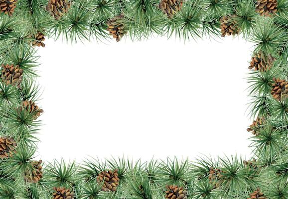 Pine tree, fir tree, spruce branches with needles, cones. Watercolor hand drawn illustration, border frame isolated on white. Xmas, happy new year festive, noel navidad. Cards, gifts, florist shop.