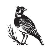 Quail standing image isolated on white background vector