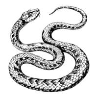 Sketch of a snake curled around a branch, on a white background vector