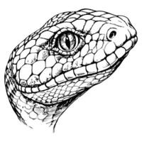 Sketch of a snake's head, detailed close-up, on a white background vector