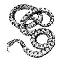 Sketch of a coiled snake, top view, on a white background vector