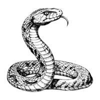Sketch of a snake with a forked tongue, front view, on a white background vector