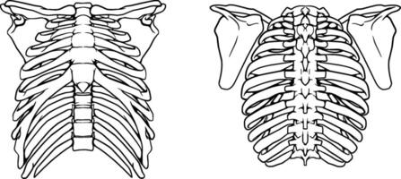 Thoracic spine, chest and ribs of bone and shoulders illustration front and back hand drawn line art set isolated on a white background vector