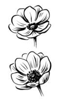 Anemone Flower Hand drawn element design. vector