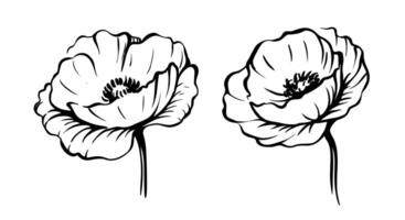 Poppies sketch art. Monochrome floral vector