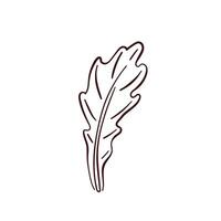 Fresh arugula leaf icon in line art style. illustration isolated on a white background. vector