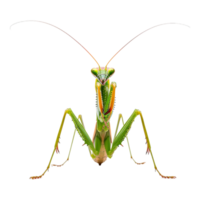 Grasshopper on Transparent Background png