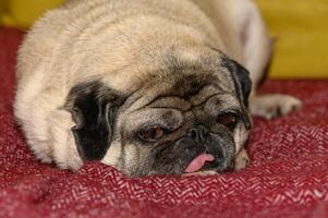 Cute pug dog on sofa at home 6 photo