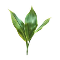 Dracaena Plant on Transparent Background png