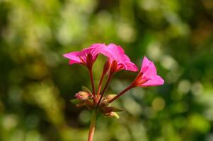 Close-up geranium flower in red color. Dark red flowers.2 photo
